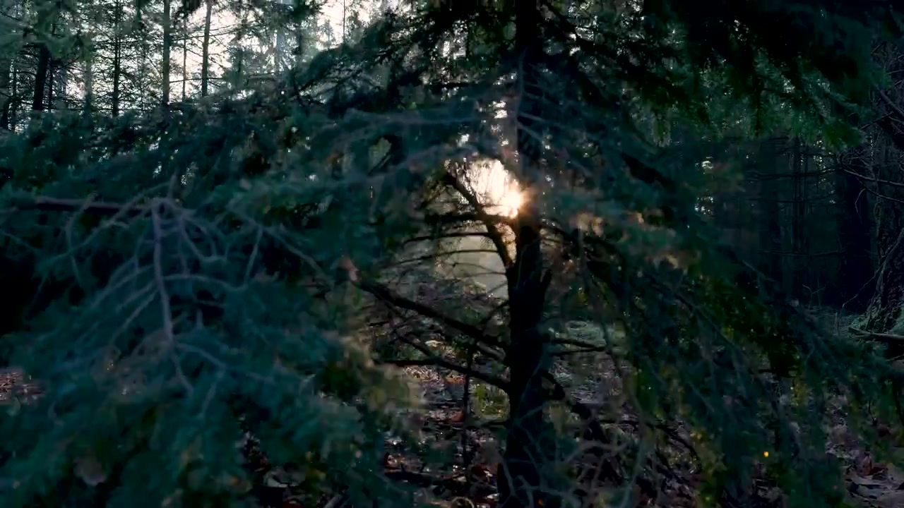 Sunlight through woodland on a path